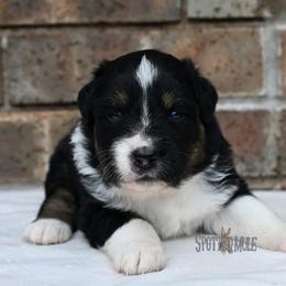 Watson - Black tri-color male Australian Shepherd puppy in Wichita Falls, Texas from Spotted Mule Aussies
