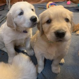 Golden Retriever Puppies from 3 Gun Retrievers
