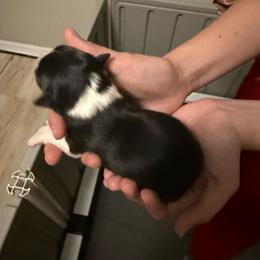Mermaid - Black tri-color female Australian Shepherd puppy in Weeki Wachee, Florida from Ace of Spades Australian Shepherds