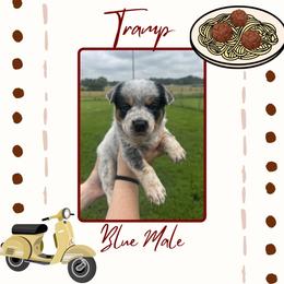 Tramp - Blue male Australian Cattle Dog puppy in Quapaw, Oklahoma from Hudsons Australian Cattle Dogs