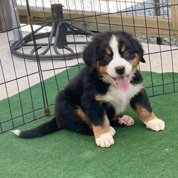 AKC Orange collar - Black rust and white female Bernese Mountain Dog puppy in Comer, Georgia from Water Oak Farm