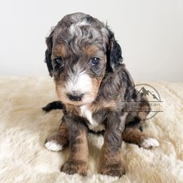 Goldendoodle Puppies from Eagle Mountain Doodles