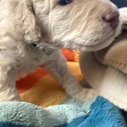 Baloo - Cream male Labradoodle puppy in Toledo, Washington from Bigfoot Doodles