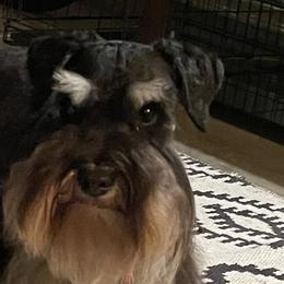 Miniature Schnauzers from Demara’s Premium Schnauzers