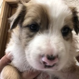 Border Collie Puppies from Burke BC’s