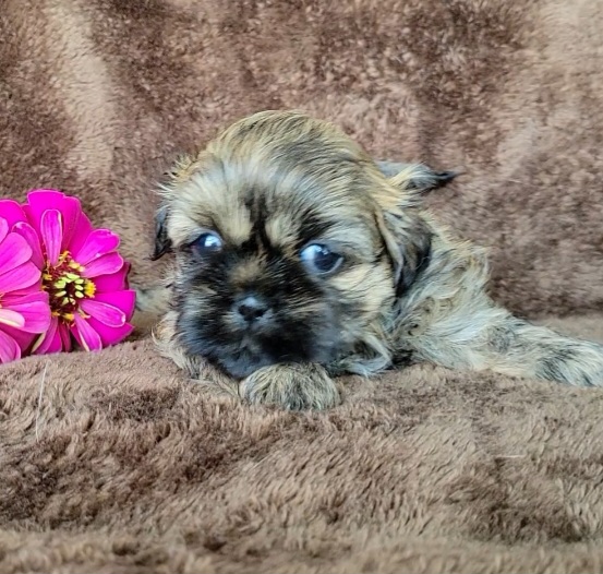 Frannie - Gold Shih Tzu puppy in Savannah, Tennessee from Juniverse Farm