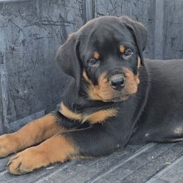 Boy 5 - Black and mahogany male Rottweiler puppy in Holts Summit, Missouri from Hurleyhaus Rottweilers