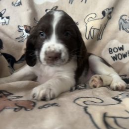 Boy 2 - Liver and white male English Springer Spaniel puppy in Las Vegas, Nevada from Legacy