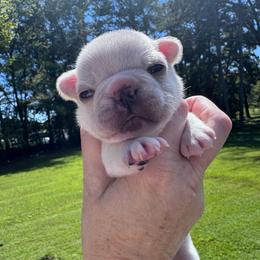 Beth - White female French Bulldog puppy in Cleveland, Tennessee from Grammer's Southern Breeding