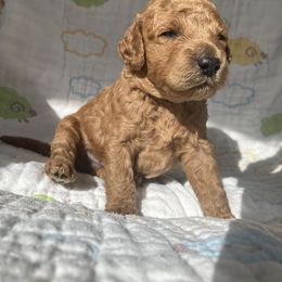 Goldendoodle Puppies from Cassie Farms