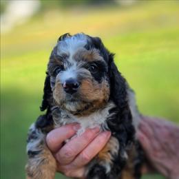Maui - Merle female Bernedoodle puppy in Mc Gaheysville, Virginia from Doting Doodles