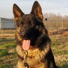 German Shepherds from NORTH American Disaster Response Training