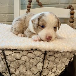 Miniature Australian Shepherd, Pembroke Welsh Corgi, and Toy Australian Shepherd Puppies from Spring Creek Aussies + Corgis