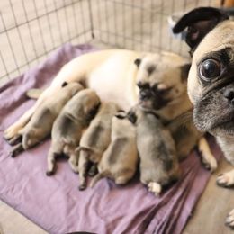 Pug Puppies from The Grumble Pack