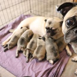 Pug Puppies from The Grumble Pack