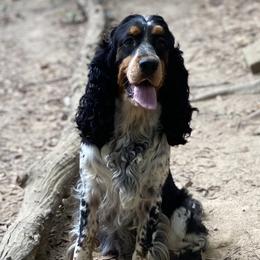 Little Willow - English Springer Spaniel