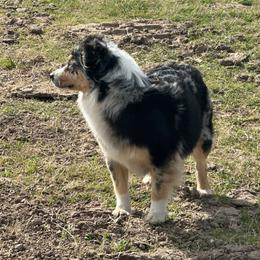 Alexis - Miniature Australian Shepherd