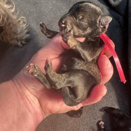 Bella - Salt and pepper female Miniature Schnauzer puppy in Newark, Ohio from Tuckered Out Schnauzers