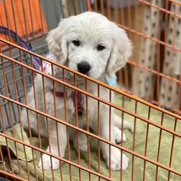 Golden Retrievers from Anderson Goldens