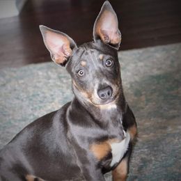 Letty - Teddy Roosevelt Terrier