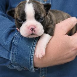 Wilder - Black brindle and white male Boston Terrier puppy in Powell Butte, Oregon from RVF Boston Terriers