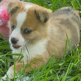 Liberty - Red merle female Toy Australian Shepherd puppy in Humansville, Missouri from Tater Tot aussies