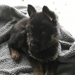 German Shepherds from Sanctus German Shepherds