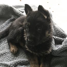 German Shepherds from Sanctus German Shepherds