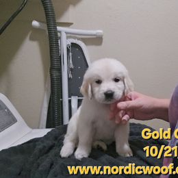 Gold Girl - Light golden female Golden Retriever puppy in Peoria, Arizona from Nordic Woof's Golden Retrievers