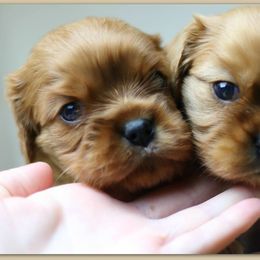 Cavalier King Charles Spaniel Puppies from Applewood Cavaliers