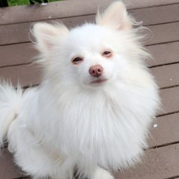 Rosie - Pomeranian