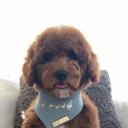 Brodie - Red  male Goldendoodle puppy in Anaheim, California from Cuddle Bear Doodles