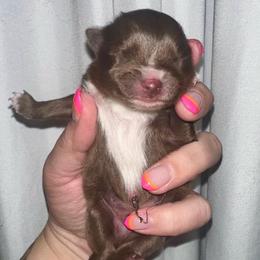 Dash - Chocolate male Pomeranian puppy in Springfield, Missouri from Hope Mountain Pomeranians