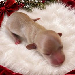 Holly - Cream female Dachshund puppy in Sebring, Florida from Mini Weenies