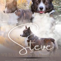 Steve - American Corgi