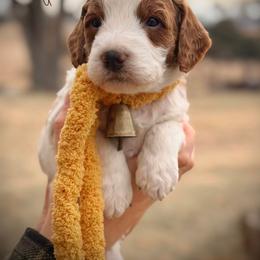 Bernedoodle, Goldendoodle, Golden Retriever, and Poodle Puppies from Red String Farmstead
