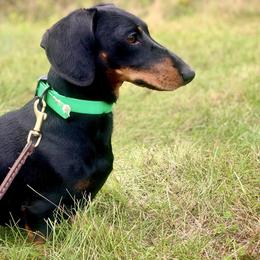 Felix - Black and tan male Dachshund puppy in Mountain Grove, Missouri from Blueprint K9 Dachshunds- www.BlueprintK9.com