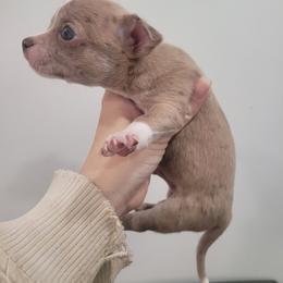 Boy 2 - Merle male Chihuahua puppy in Warsaw, Virginia from B&D Chihuahuas