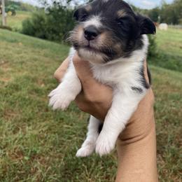 Mars - Black white and tan male Shetland Sheepdog puppy in Commiskey, Indiana from Windy Haven Farm