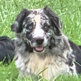 Stache - Australian Shepherd