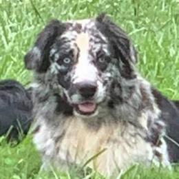 Stache - Australian Shepherd