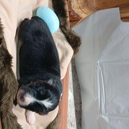 Hunt - Black tri-color male Australian Shepherd puppy in Elkhart, Texas from Donaldson Dogz