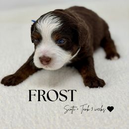 Frost - White male Bernedoodle puppy in Syracuse, Utah from Redrockbernedoodles