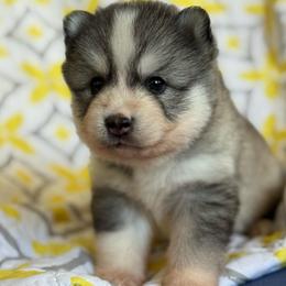 Rhy - Gray and white male Pomsky puppy in Mesa, Arizona from Platinum Pomskies