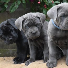 Cane Corso from Brandi Miller
