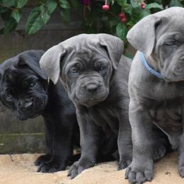 Cane Corso from Brandi Miller