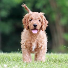 Orange Girl Cavadoodle - Red female Assorted Doodle Crosses puppy in Colonial Beach, Virginia from Bristol Mine Kennels