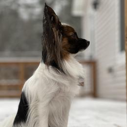 MATILDA - Papillon