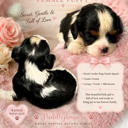 Terri - Tri-color female Cavalier King Charles Spaniel puppy in Walterboro, South Carolina from Puddlejumpers