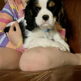 Mr. Light Blue aka (Mohawk) - Tri-color male Cavalier King Charles Spaniel puppy in Rocky Ford, Colorado from Scofield Cavaliers